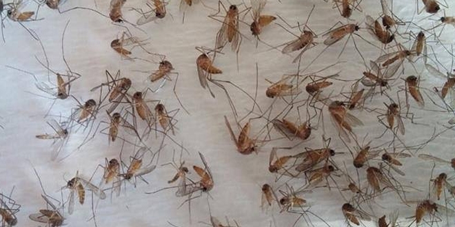 5 bin sivrisinei incelediler; Bat Nil Atei virs uyars