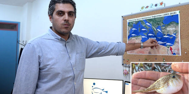 Balon balığı zehri siyanürden 1200 kat daha güçlü