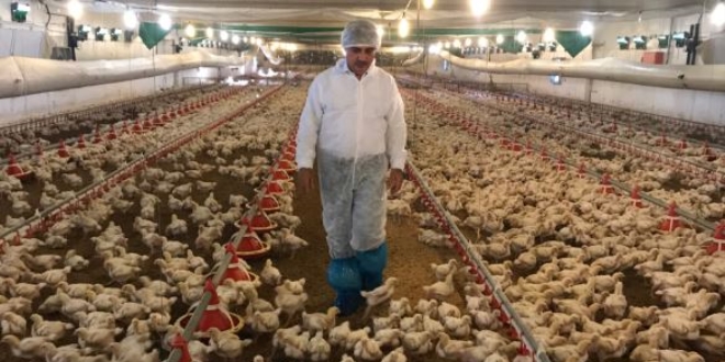 Et tavukları 'akıllı' kümeslerde yetişiyor