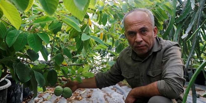 'Tropikal meyve merakı' 2,5 dönümlük sera kurdurdu