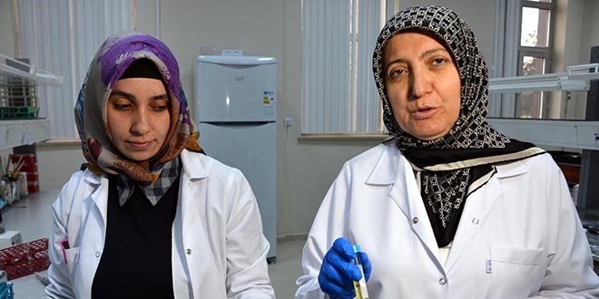 Çaşır bitkisinden diyabetik yaralar için krem ürettiler