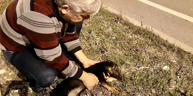 Yaralı köpeği ölmekten okul müdürü kurtardı