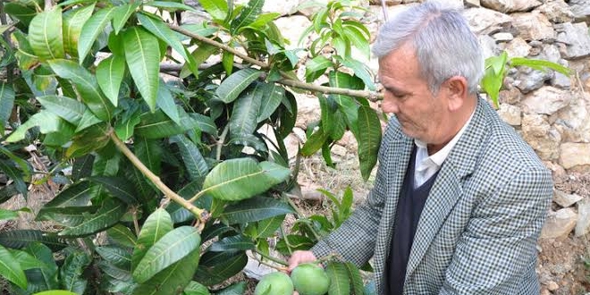 12 mango ağacı 45 bin lira kazandırdı