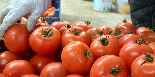 'Dünyada domates üretiminde üçüncü sıradayız'