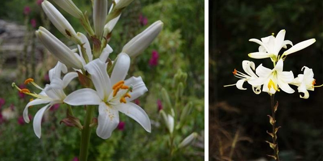 'Ak Zambak Eylem Plan�' tamamland�