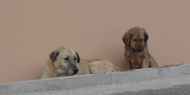 Konyaaltı Belediyesi: Köpek ölümlerinde sabotaj var