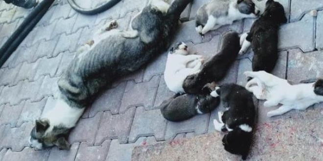 Barınakta 20 köpek ölüsü bulan hayvanseverler şoke oldu