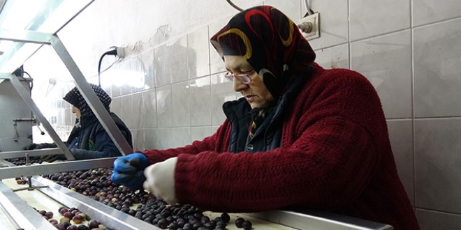 Zeytinde kimyasal hile! Paslı metal ile siyahlaştırılıyor!