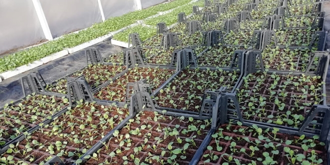 Belediye peyzajda kullanacağı çiçekleri kendi üretti, tasarruf etti