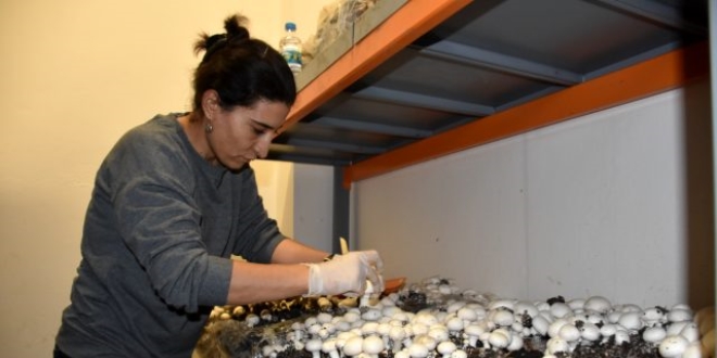 Şırnaklı girişimci iki ev kadını kültür mantarı üretiyor