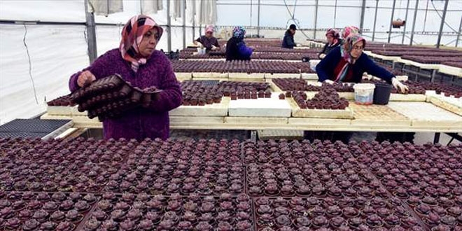 Topraksız tarımla fide üretti, siparişlere yetişemiyor