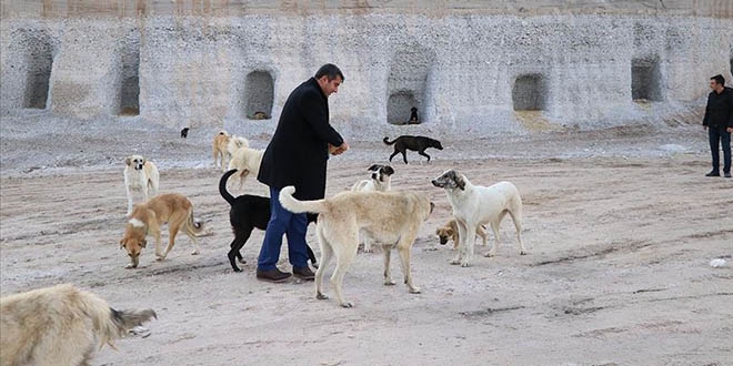 Belediye Başkanı, köpekler için yamaca 'yuva' açtırdı