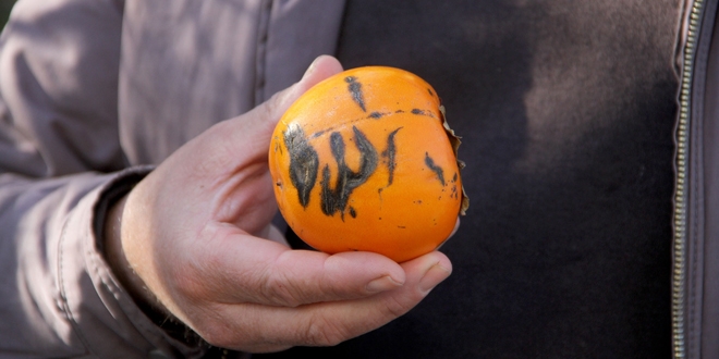 Trabzon hurmas�ndaki 'Allah' yaz�s� g�renleri �a��rtt�