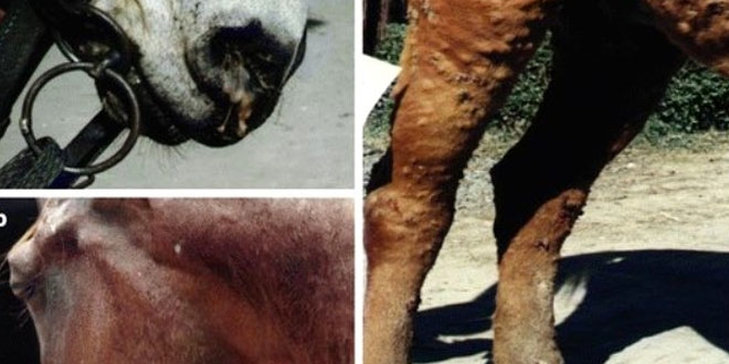 Veteriner hekimlerden 'ruam' uyar�s�