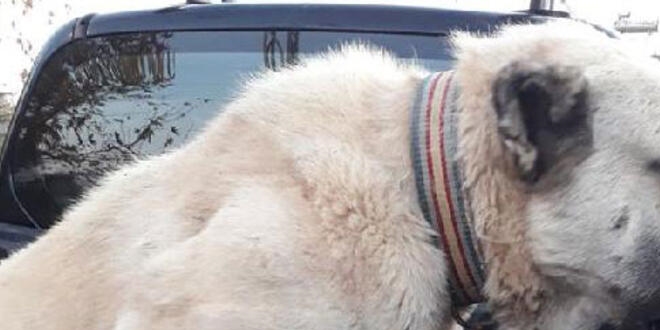 Köpek dövüştüren iki kişiye 6 bin lira para cezası