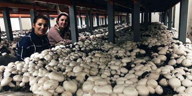 Şırnaklı 2 ev kadını mantar tesisi kurup, 15 kişiyi işe aldı