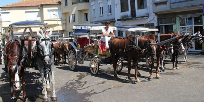 Adalar'da itlaf edilen atların sahipleri hakkında suç duyurusu