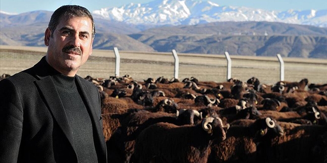 Devlet desteğiyle damızlık koç yetiştiriyorlar