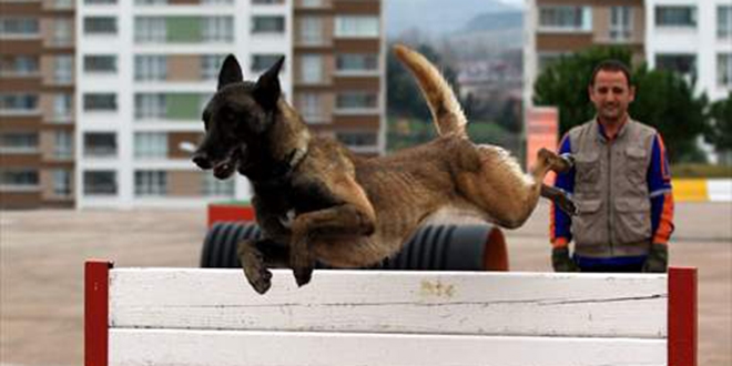 AFAD'ın canlı arama ve iz takip köpeği 46'ya yükseldi