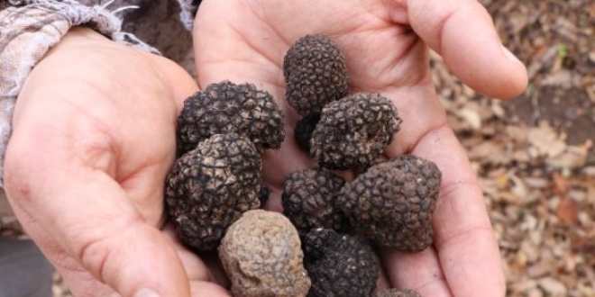 Tr�f mantar�nda '2 bin euro' balonu