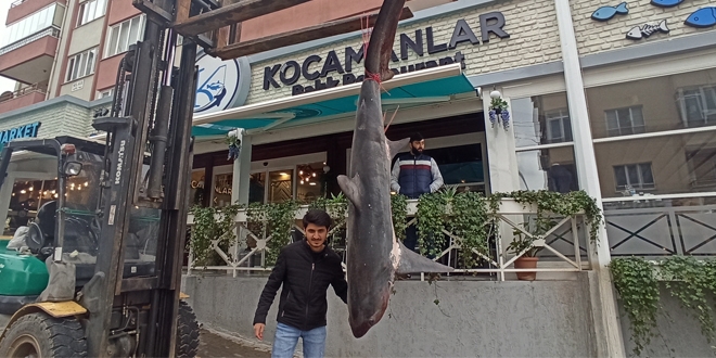 Ağına 200 kiloluk 3,5 metre boyunda köpek balığı takıldı