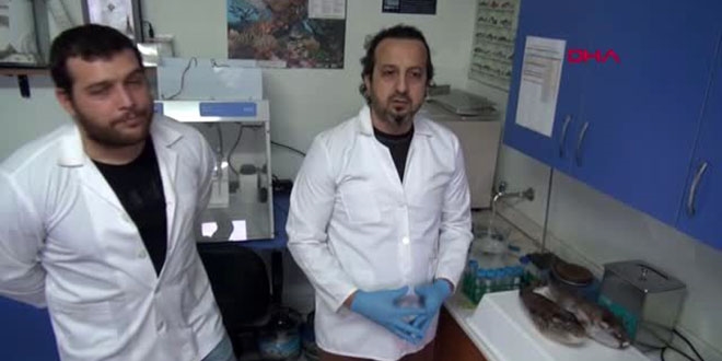Zehirli balon balığının dişleri, dolgu ve kaplamada kullanılacak