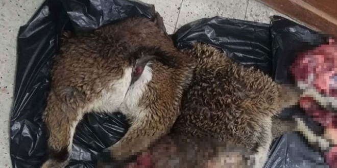 Yaban keçisi avlayan baba ve oğluna 50 bin lira ceza