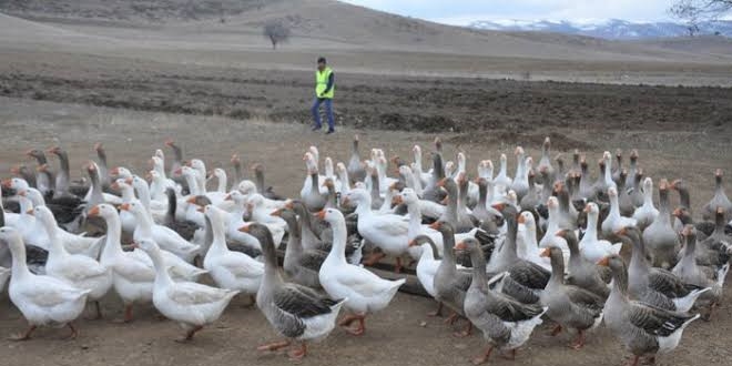 Kaz çiftliği kurdu, 300 bin lira gelir hedefliyor