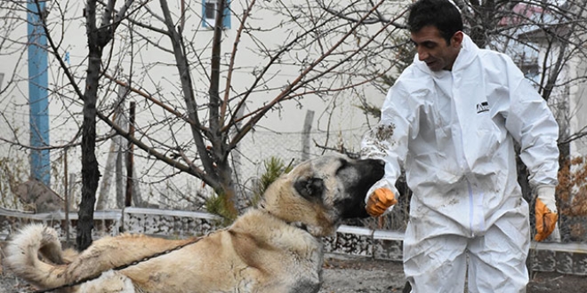 'Herkül' isimli Kangal köpeğine paha biçilemiyor