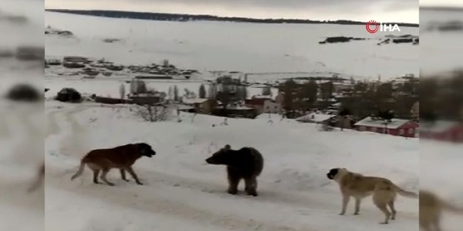 Bozay�n�n k�peklerle m�cadelesi kameraya kaydedildi