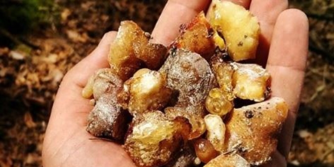 Kilosu altınla yarışıyor: Tam bir şifa deposu