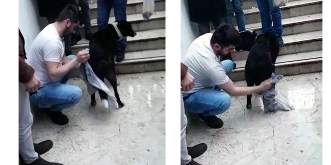 Yağmurda ıslanan köpeği kazağını çıkarıp kuruladı