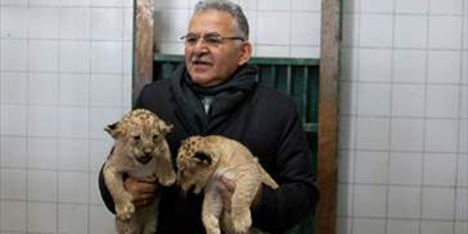 Yeni do�an iki aslan yavrusunun ismini vatanda�lar belirleyecek