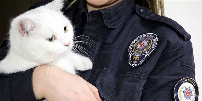Sokakta yaralı bulunan kedi 'Miço' artık 'emniyet'te