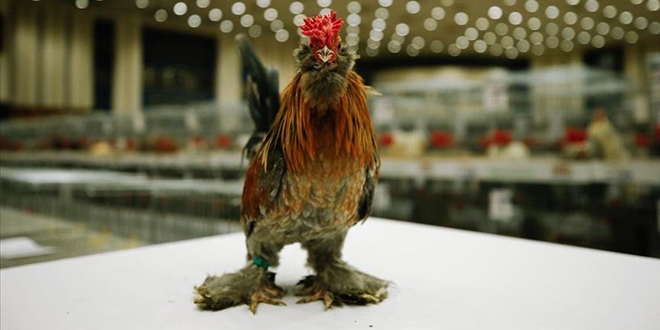 Minyatr tavuk 'spen' yerli rk olarak tescillenecek