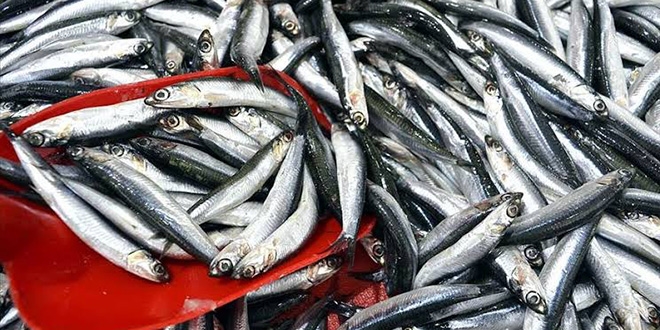 Balıkçılar yeni yılda 'hamsi' sevinci yaşıyor