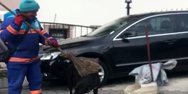 Sokak köpekleri süpürgeyle masaj için sıraya girdi