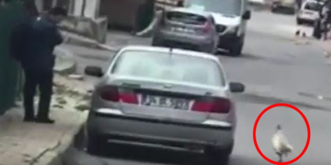 Horoz, kendisine taş atan postacıdan böyle intikam aldı