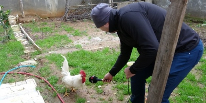 Postacıya saldıran horozun sahibi konuştu