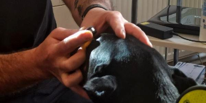 Bakan Pakdemirli'nin sahip çıktığı köpek 'Bobo' katarakt ameliyatı oldu