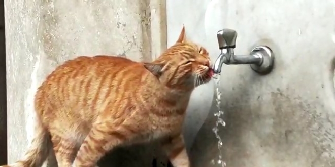 Bu kedi emeden baka hi bir yerden su imiyor