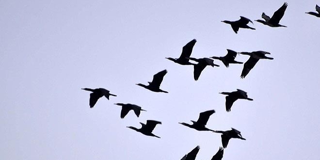Veterinerlerden 'ölü kuşlara dokunmayın' uyarısı