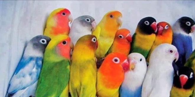 Sosyal medyadan papa�an satmaya �al��an ��pheli yakaland�