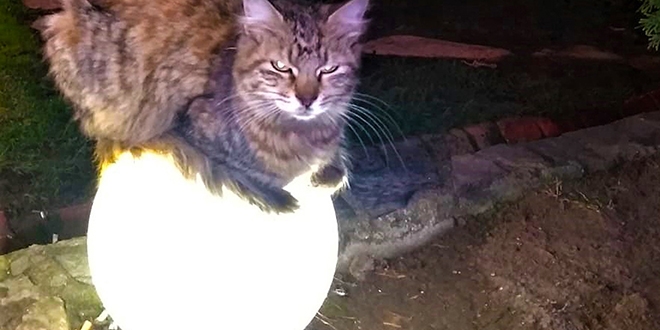 Sokakta üşüyen kedi ısınmak için bu yolu seçti