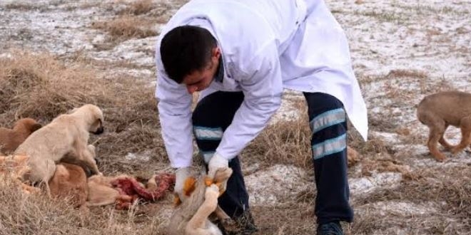Ölüme terk edilen köpeklere Belediye sahip çıktı