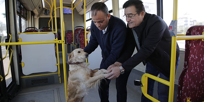 Üşüyen köpek yolcularla şehir turu attı