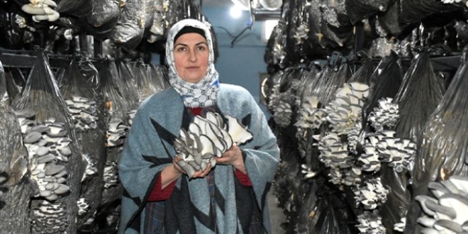 Ev temizliğine gidiyordu, mantar üreticisi oldu
