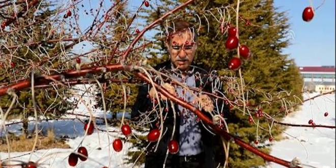 Van'da yeni bir i�de �e�idi bulundu