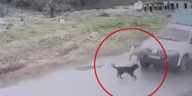 Pendik'te köpeği ezen belediye çalışanı işten çıkarıldı