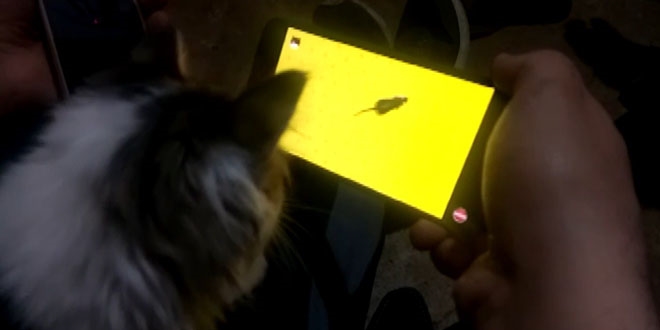 Kedinin cep telefonundan fare ile oyunu kahkahaya boğdu
